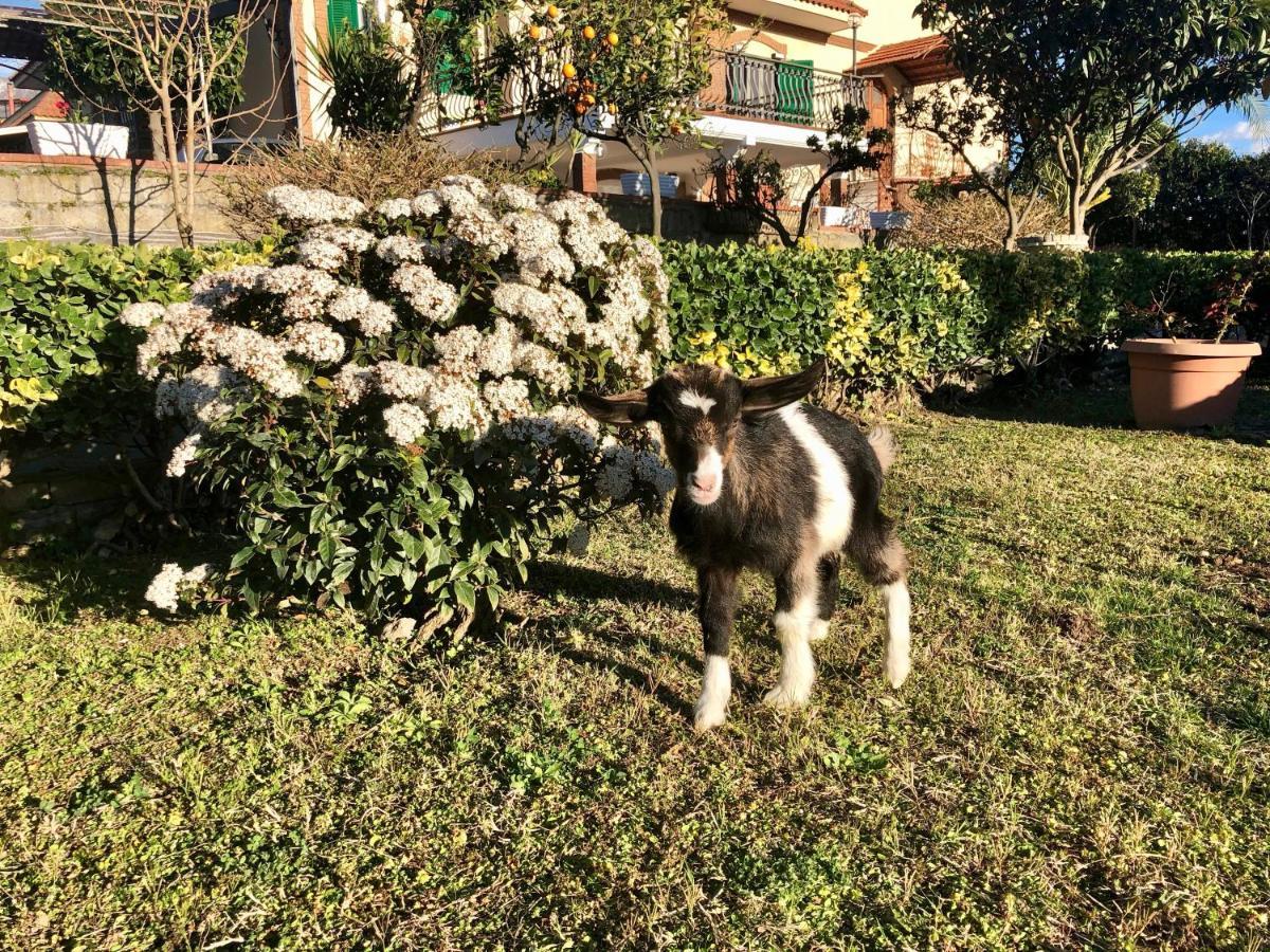 B&B Annetta Ercolano Exterior photo